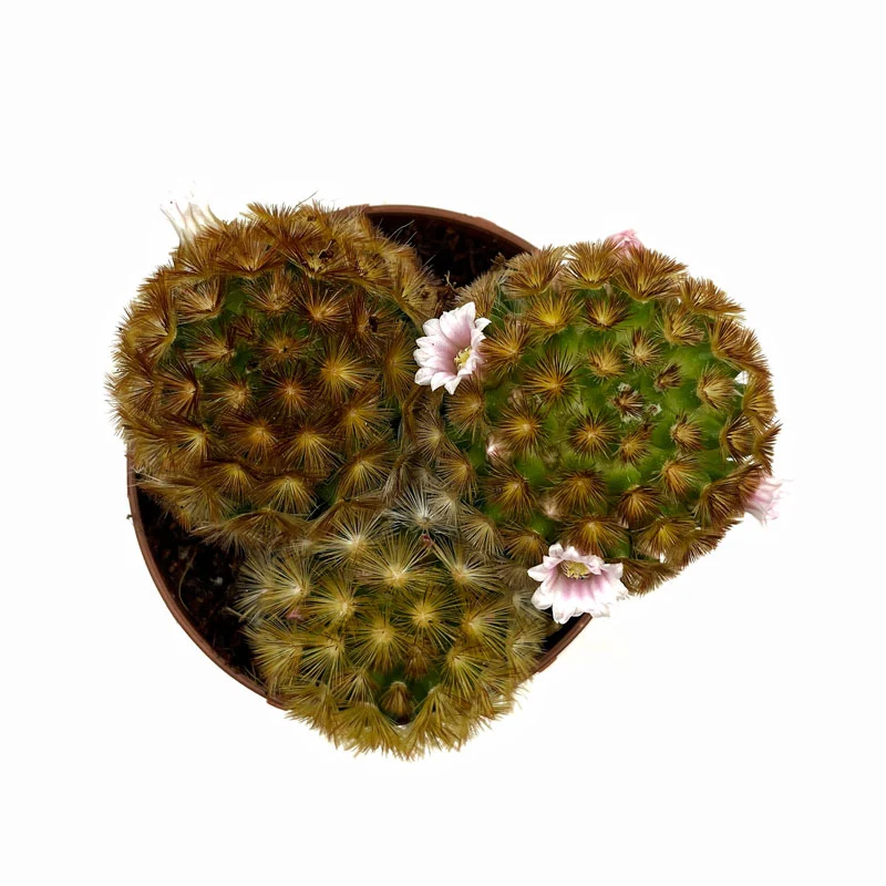 Mammillaria Carmenae Var. Rubrispina Cactus Y Suculentas M8,5 cm Ø