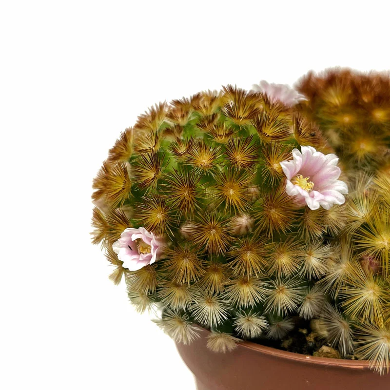 Mammillaria Carmenae Var. Rubrispina Cactus Y Suculentas M8,5 cm Ø