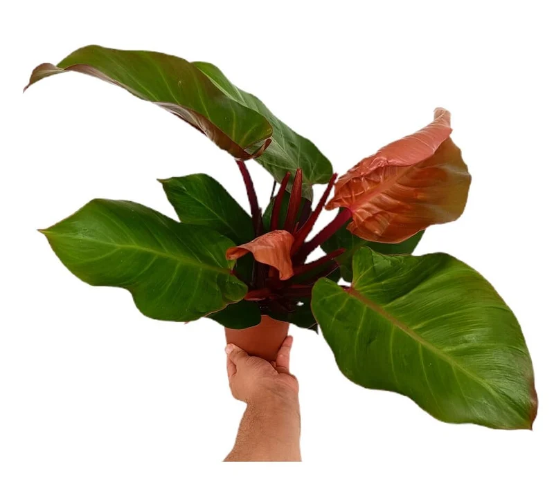 Philodendron Sunlight Red M12 25cm