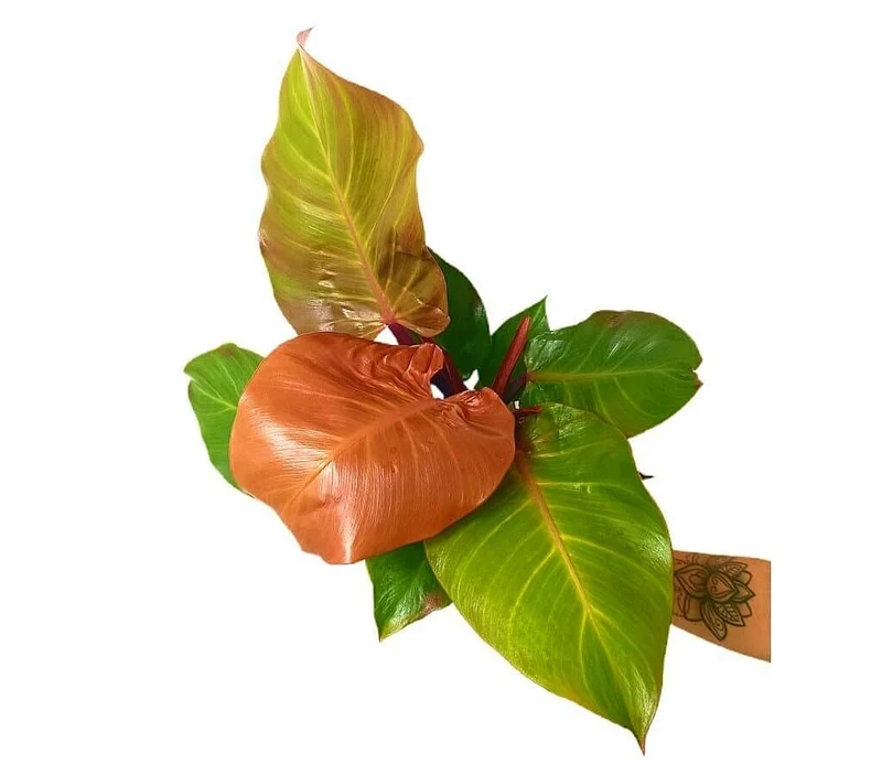 Philodendron Sunlight Red M12 25cm