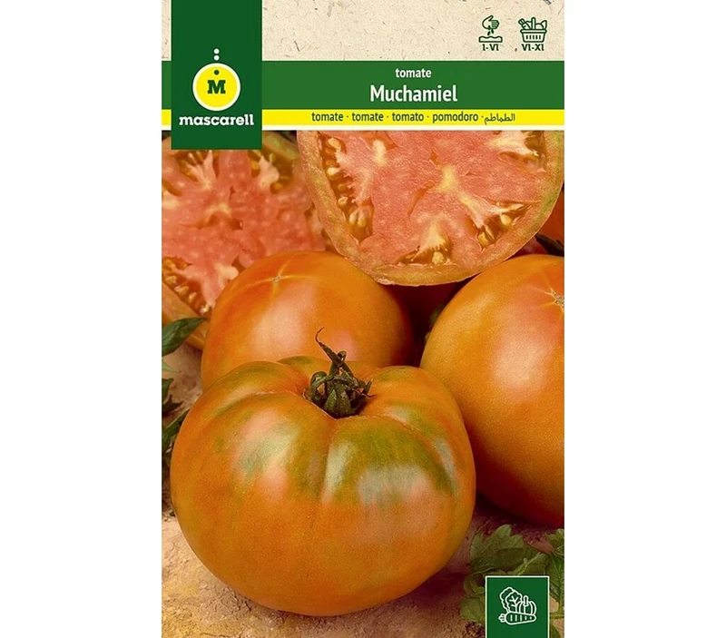 Semillas Tomate Muchamiel