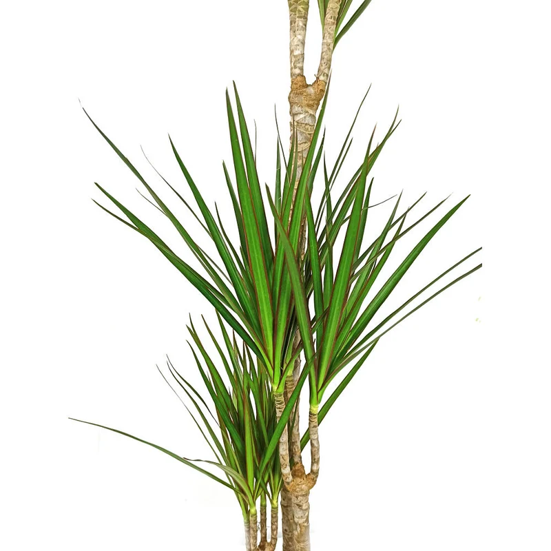 Dracena Marginata 4 Troncos 90-60-30-15 M22 120cm