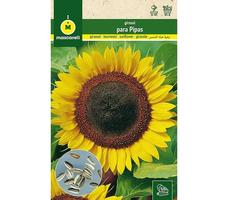 Semillas Girasol Para Pipas