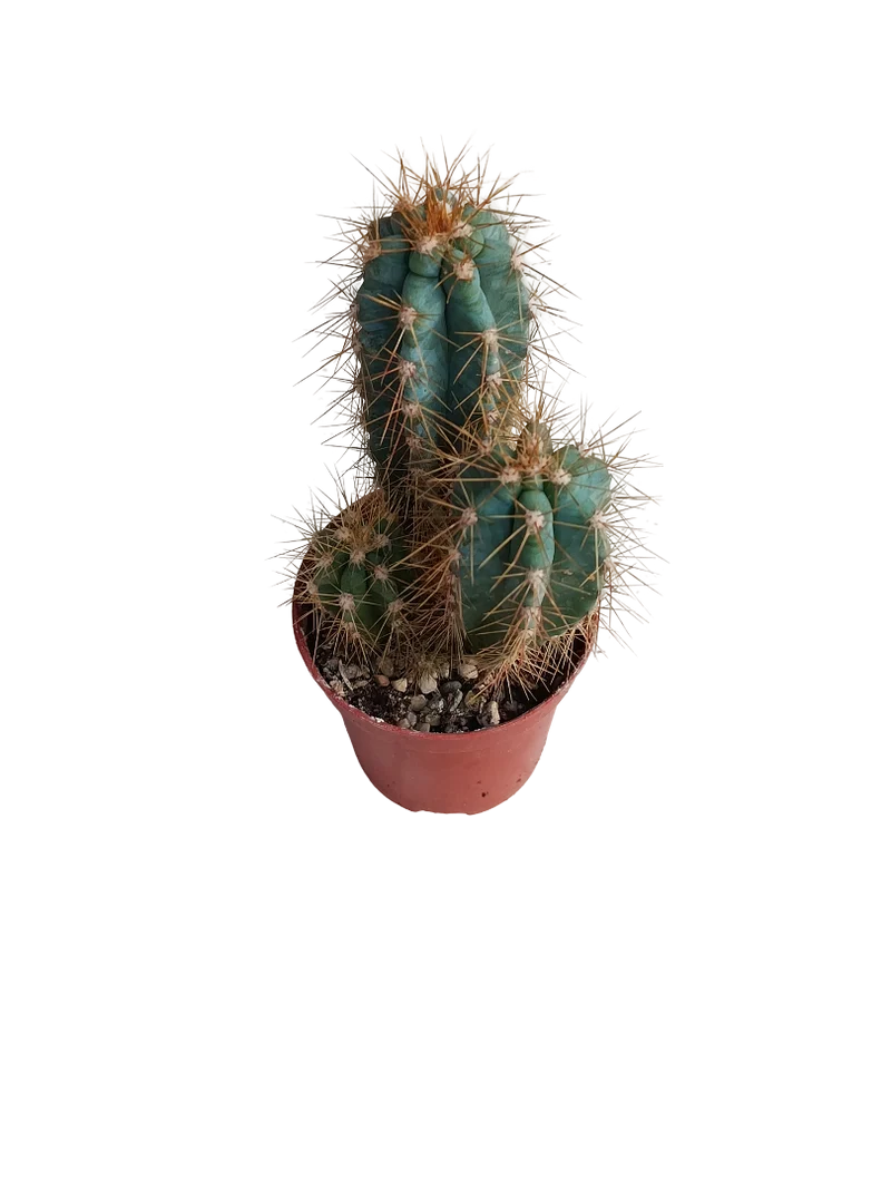Pilosocereus Azureus Ø5 Cactus Azul Planta Natural