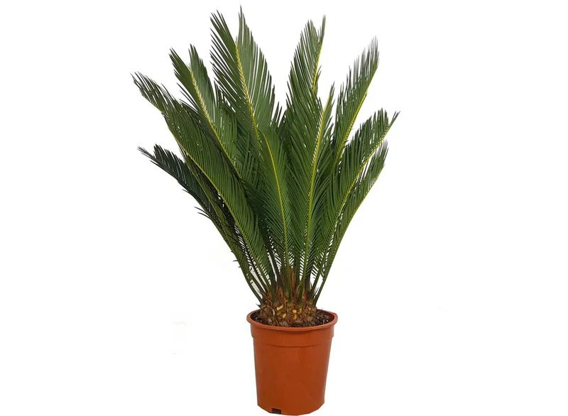 Cyca Revoluta M19 60-70cm