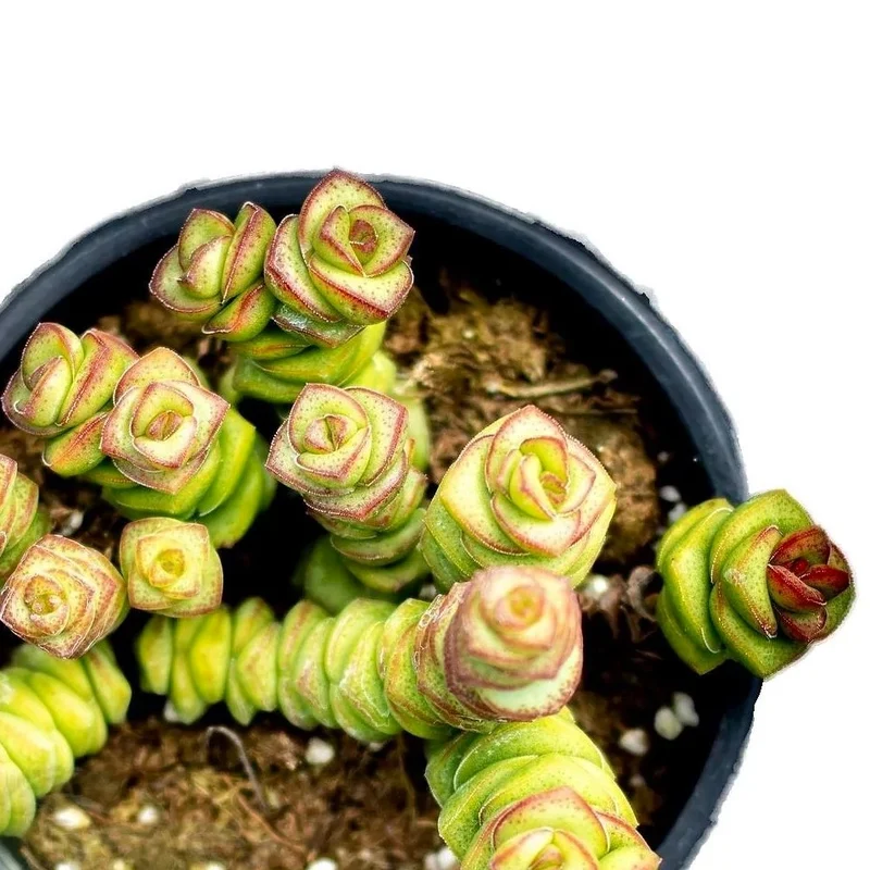 Crassula Marnieriana (collar De Jade, Pagoda China); Planta Suculenta; Curiosarium; Diámetro Maceta 10,5 Cm