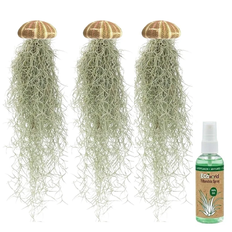 Set Jellyfish De 3 - Tillandsia Usneoides Plantas De Aire En Erizos
