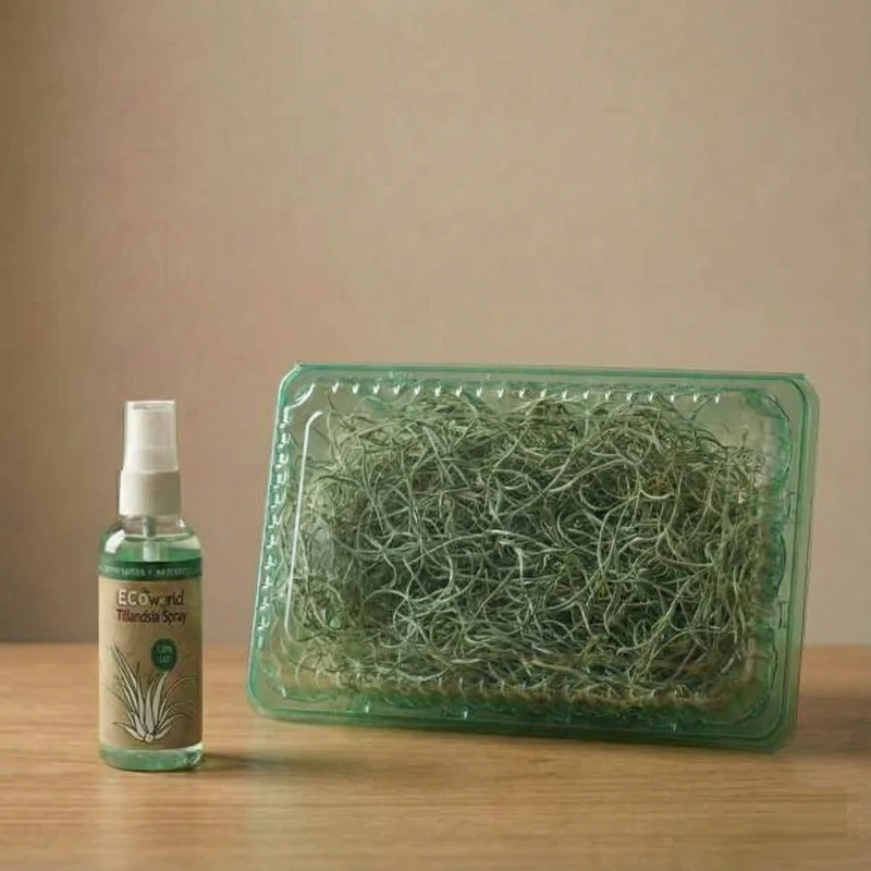 Set Jellyfish De 3 - Tillandsia Usneoides Plantas De Aire En Erizos