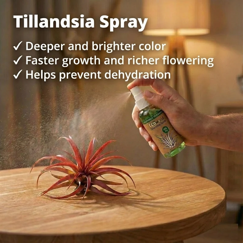Set Jellyfish De 3 - Tillandsia Usneoides Plantas De Aire En Erizos
