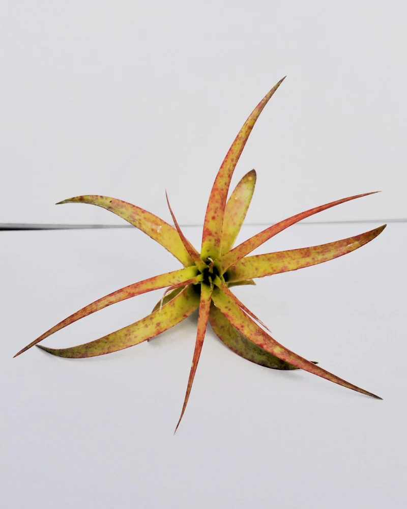Tillandsia brachycaulos var. brachycaulos; planta del aire, verde/rojo; Curiosarium; altura 10-15 cm, diámetro 10-20 cm
