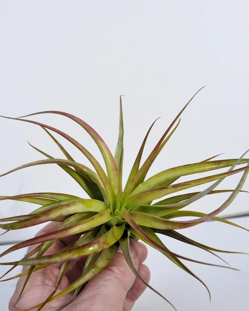 Tillandsia brachycaulos var. brachycaulos; planta del aire, verde/rojo; Curiosarium; altura 10-15 cm, diámetro 10-20 cm