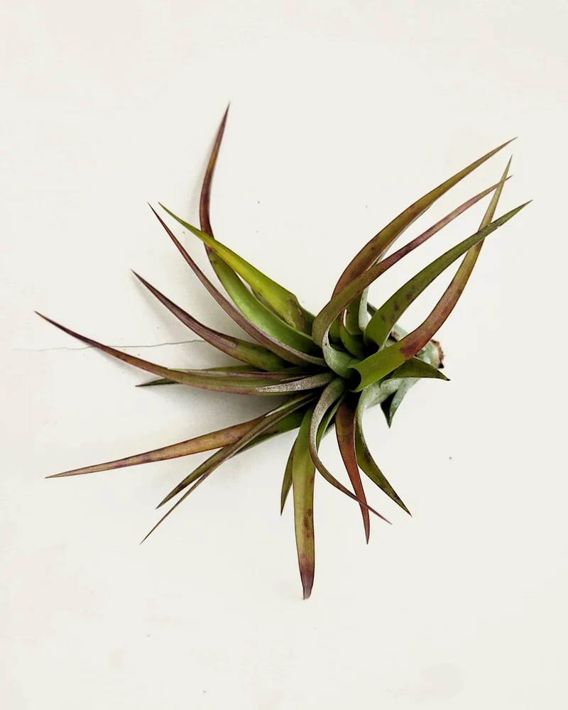 Tillandsia brachycaulos var. brachycaulos; planta del aire, verde/rojo; Curiosarium; altura 10-15 cm, diámetro 10-20 cm