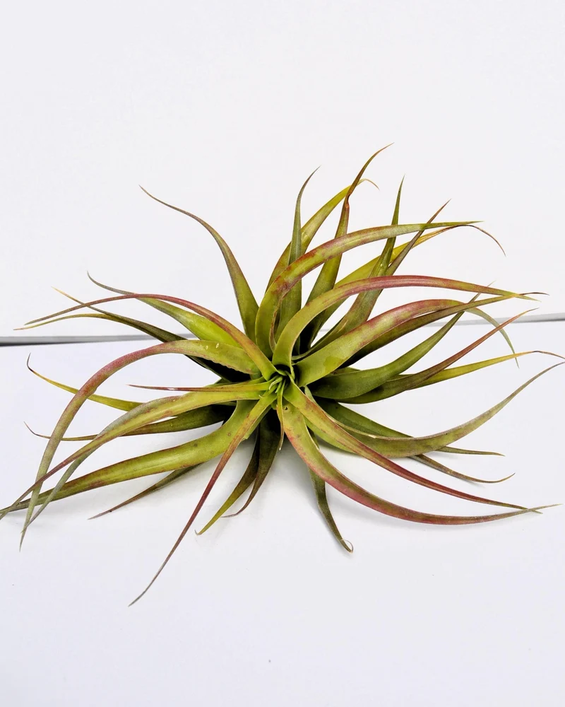 Tillandsia brachycaulos var. brachycaulos; planta del aire, verde/rojo; Curiosarium; altura 10-15 cm, diámetro 10-20 cm