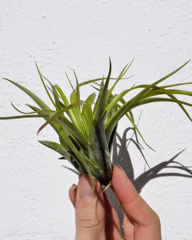 Tillandsia brachycaulos var. brachycaulos; planta del aire, verde/rojo; Curiosarium; altura 10-15 cm, diámetro 10-20 cm