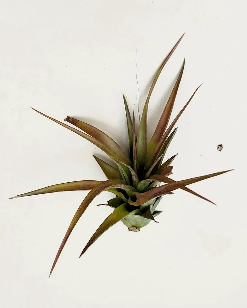 Tillandsia brachycaulos var. brachycaulos; planta del aire, verde/rojo; Curiosarium; altura 10-15 cm, diámetro 10-20 cm
