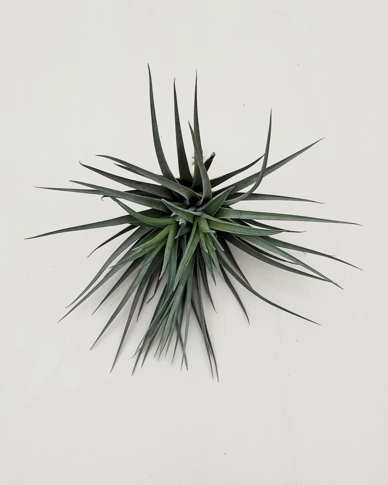 Tillandsia aeranthos 'Negra'; planta del aire negra, burdeos y marrón; Curiosarium; altura 13-15 cm, diámetro 15-18 cm