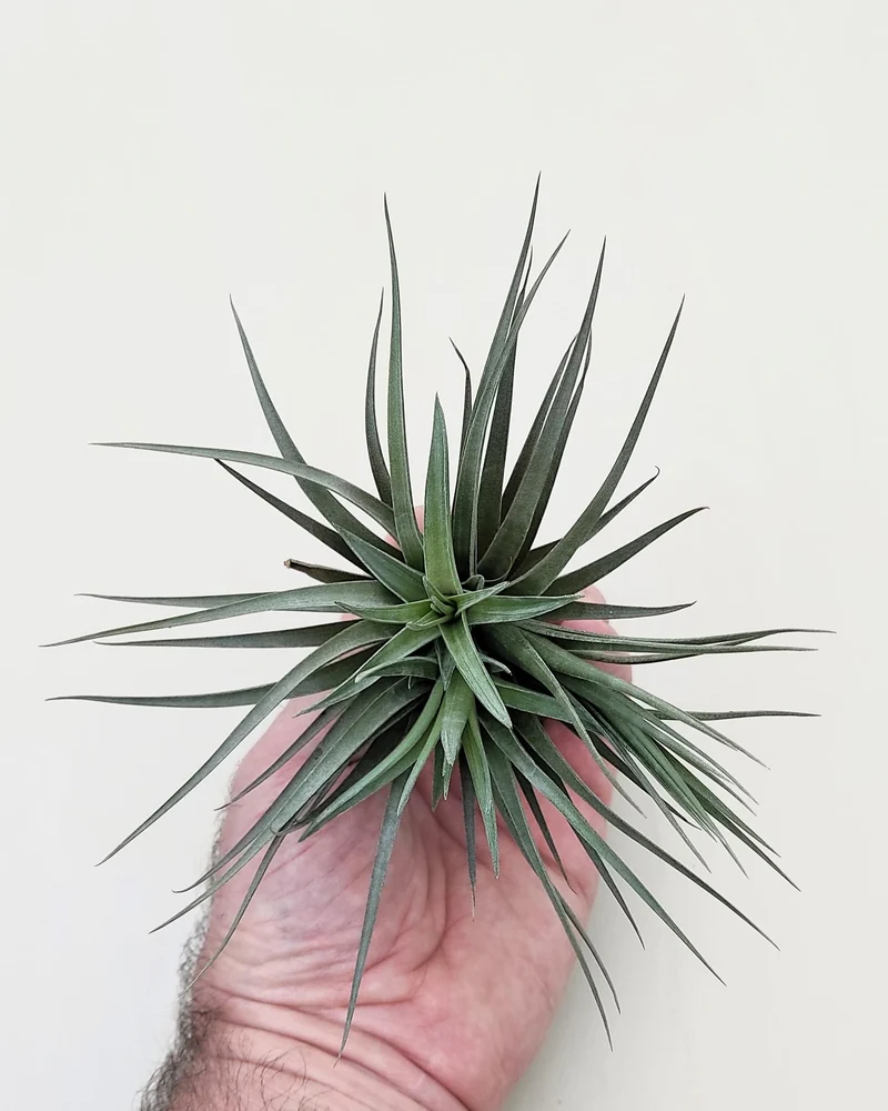 Tillandsia aeranthos 'Negra'; planta del aire negra, burdeos y marrón; Curiosarium; altura 13-15 cm, diámetro 15-18 cm