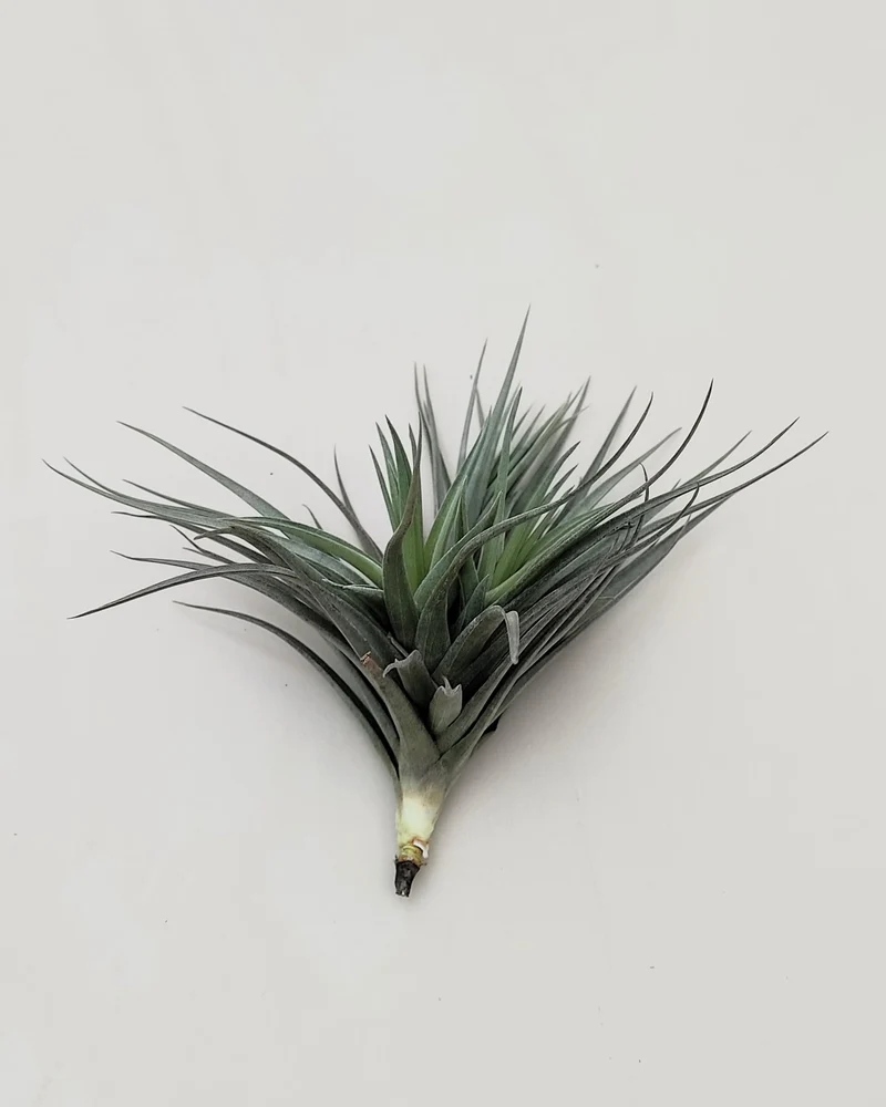 Tillandsia aeranthos 'Negra'; planta del aire negra, burdeos y marrón; Curiosarium; altura 13-15 cm, diámetro 15-18 cm