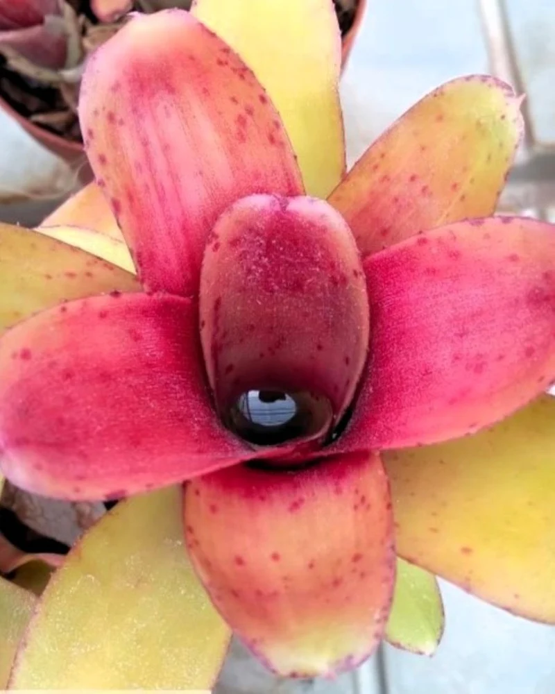 Neoregelia 'Amaranda'; bromelia verde y púrpura; Curiosarium; altura 15 cm, diámetro 10 cm, sin sustrato