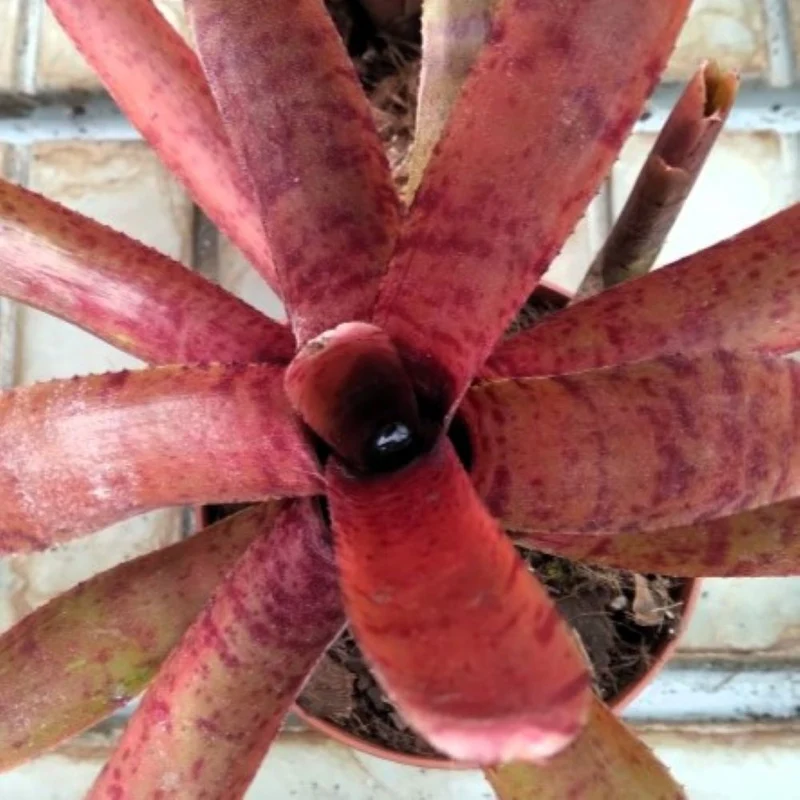 Neoregelia punctatissima rubra 'Hybrid'; bromelia punteada roja; Curiosarium; altura 20 cm, diámetro 10 cm, sin sustrato