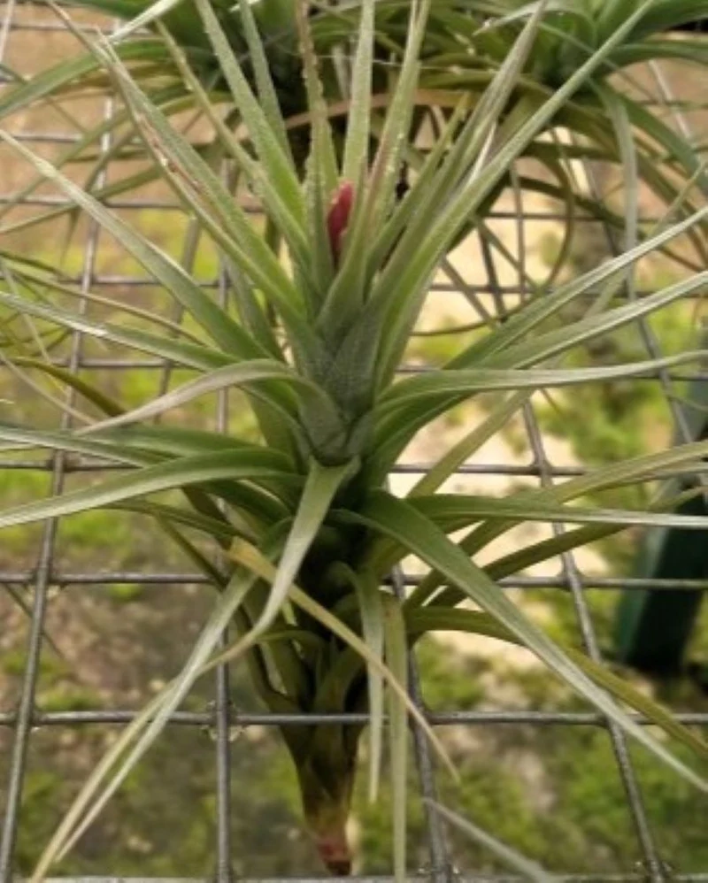 Tillandsia tenuifolia; planta del aire, ideal para principiantes; Curiosarium; atura 8-10 cm, diámetro 8-10 cm