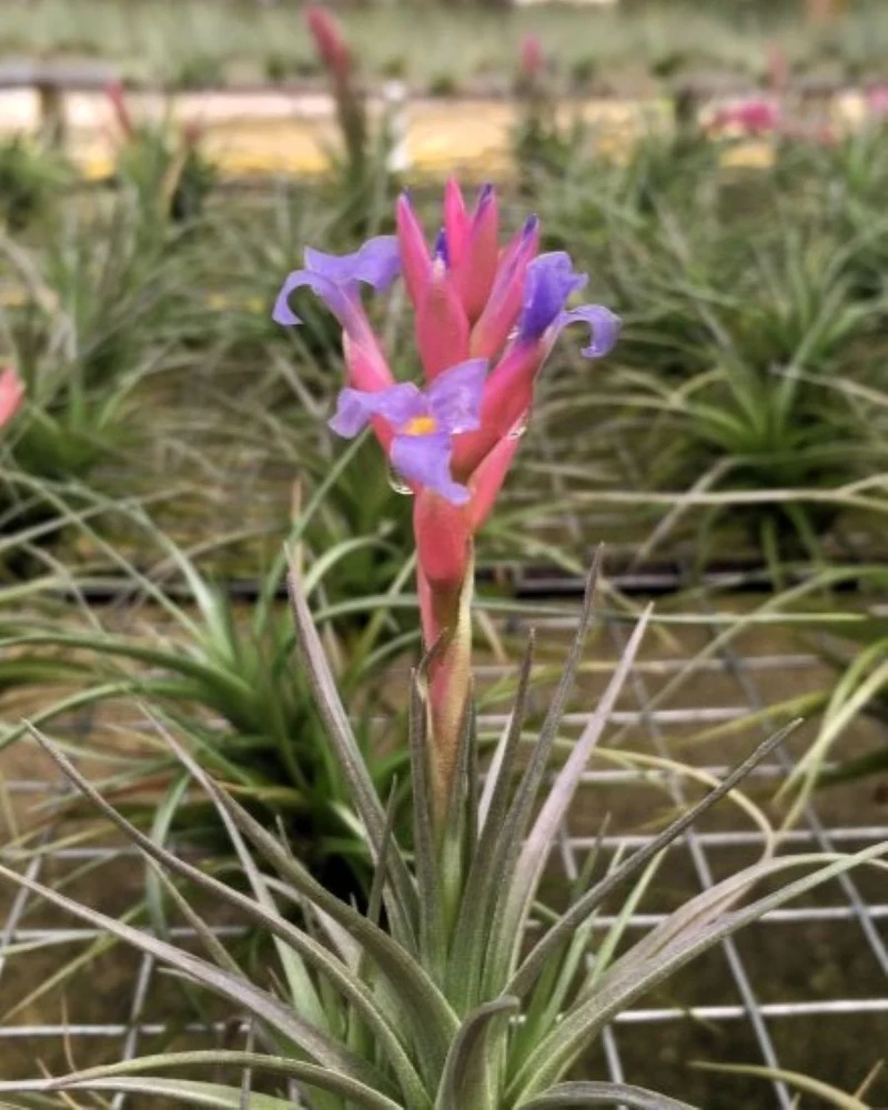 Tillandsia tenuifolia; planta del aire, ideal para principiantes; Curiosarium; atura 8-10 cm, diámetro 8-10 cm