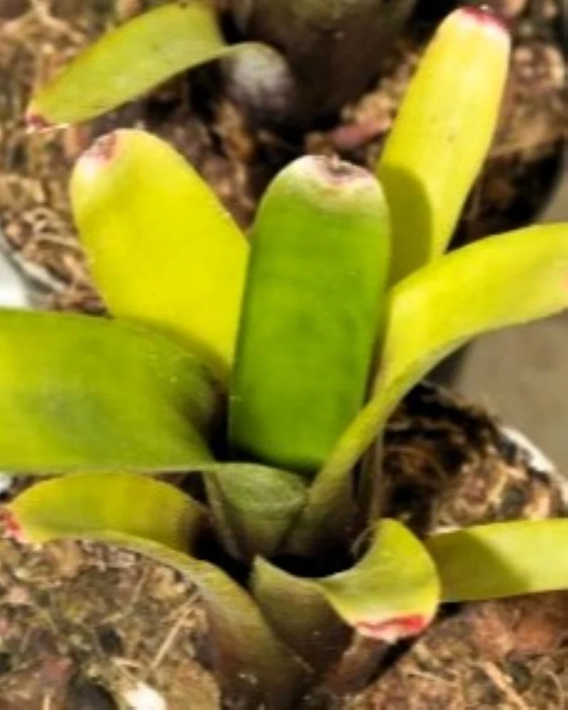 Neoregelia amandae; bromelia verde y púrpura; Curiosarium; altura 20 cm, diámetro 8 cm, sin sustrato