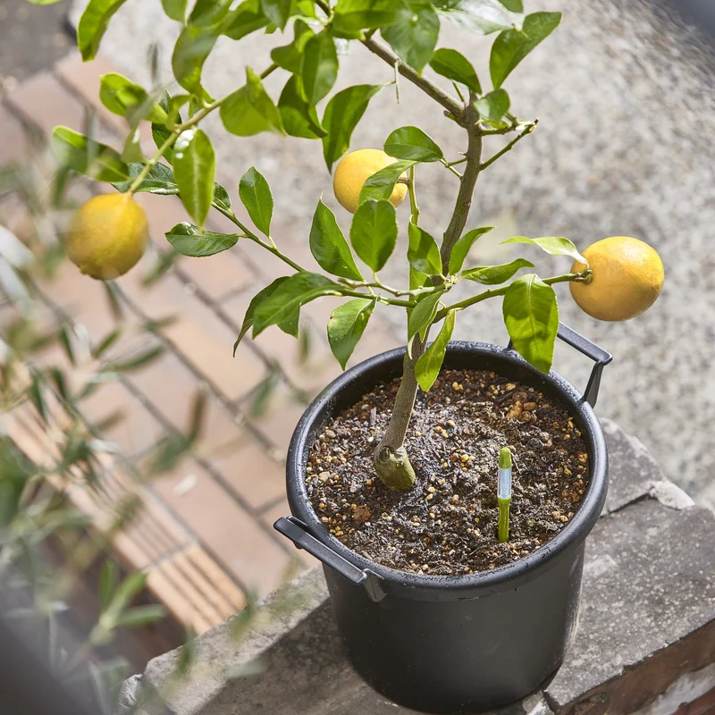 Pack De 3 Medidores De Humedad Para Plantas Sus.tee Verde – L –