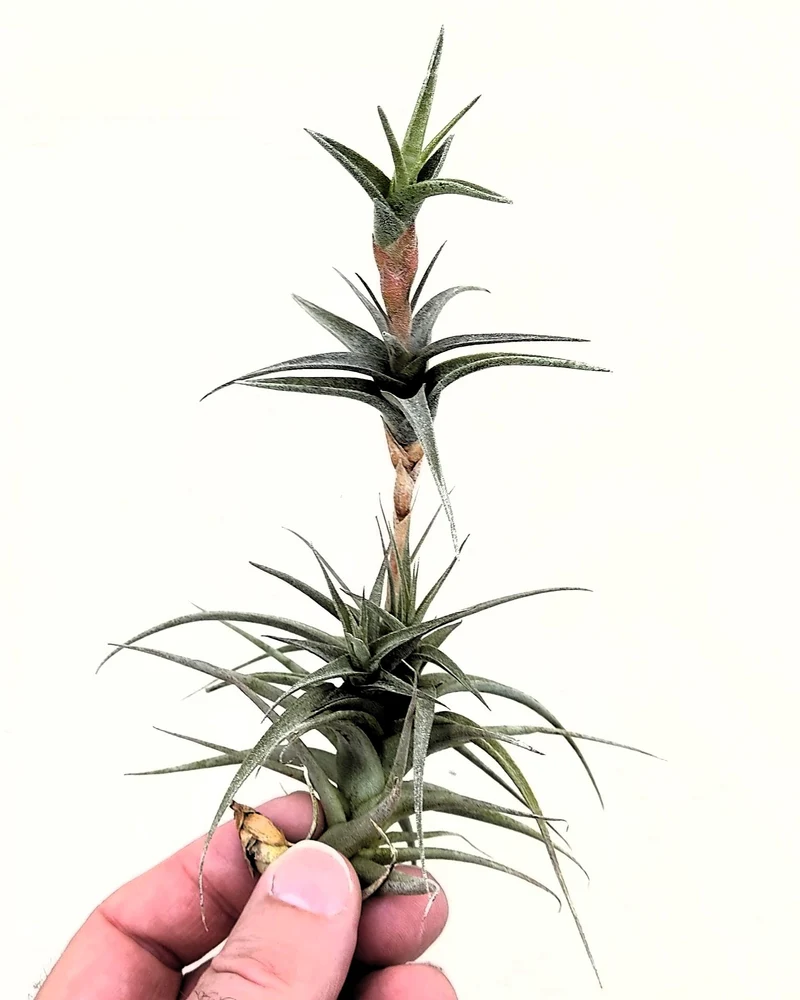 Tillandsia latifolia vivipara; planta del aire vivípara, apta para terrarios; altura 15-20 cm, diámetro 10-12 cm