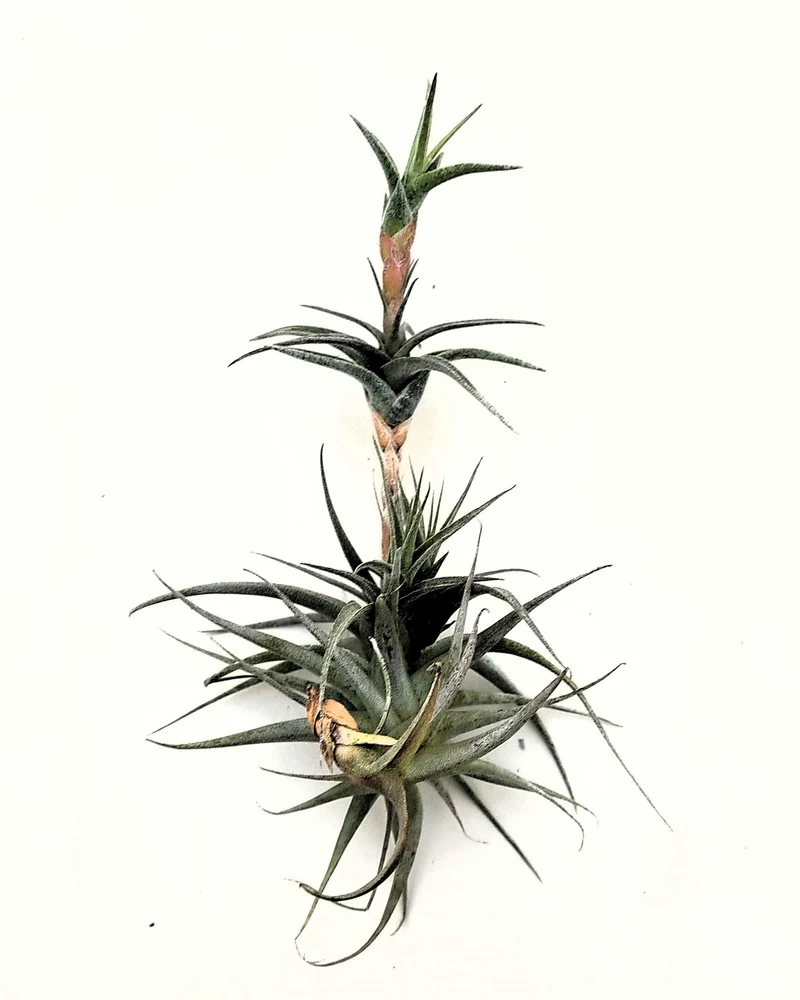 Tillandsia latifolia vivipara; planta del aire vivípara, apta para terrarios; altura 15-20 cm, diámetro 10-12 cm