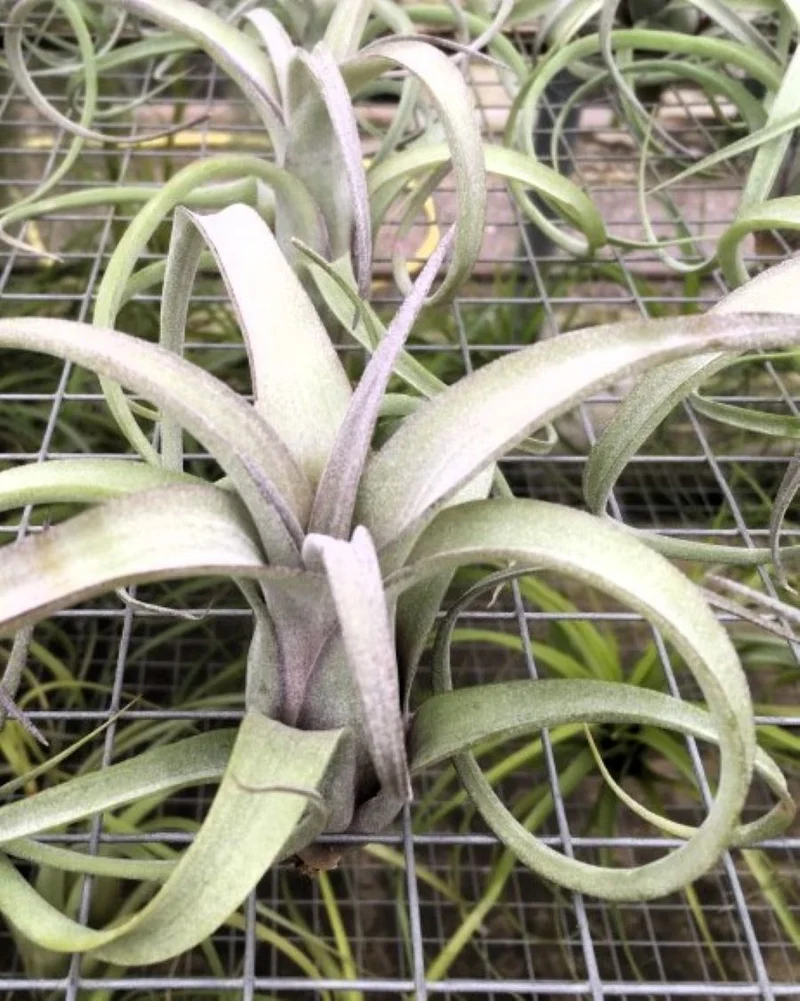 Tillandsia 'Curly Slim'; tillandsia rizada, planta del aire; Curiosarium; altura 12 cm, diámetro 15 cm