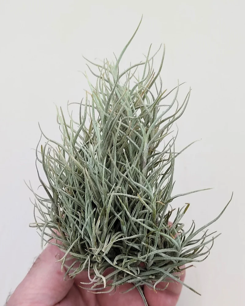 Tillandsia capillaris; tillandsia liquen, planta del aire; Curiosarium; altura 8 cm, diámetro 12-15 cm