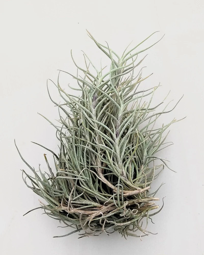 Tillandsia capillaris; tillandsia liquen, planta del aire; Curiosarium; altura 8 cm, diámetro 12-15 cm