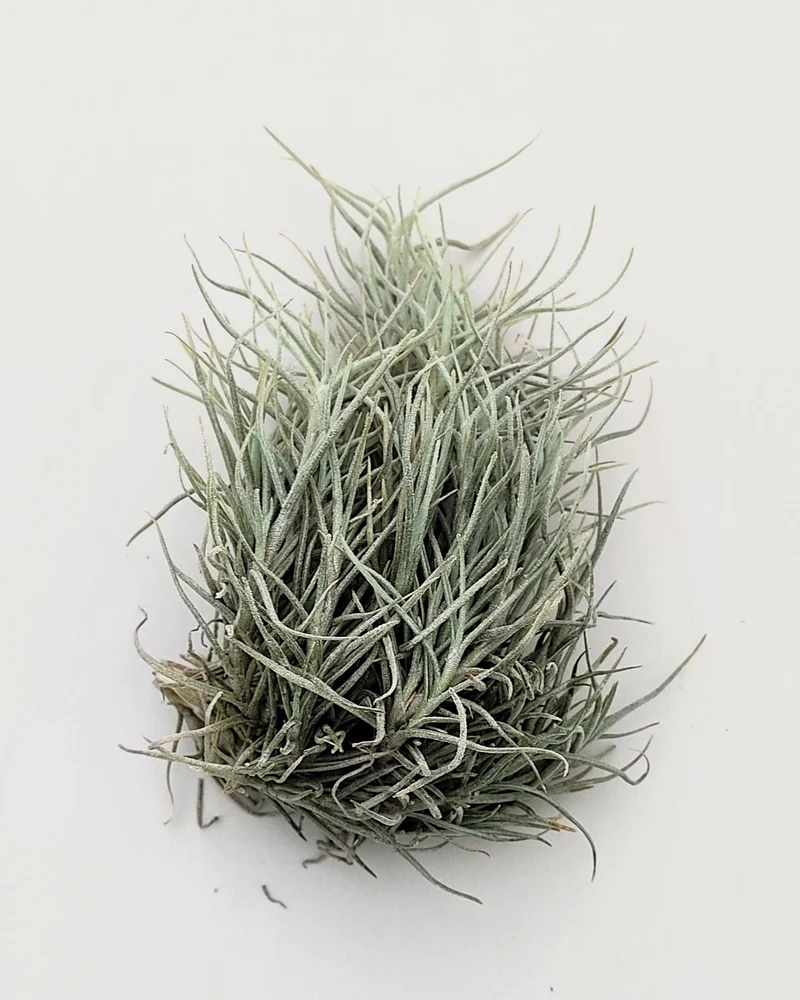 Tillandsia capillaris; tillandsia liquen, planta del aire; Curiosarium; altura 8 cm, diámetro 12-15 cm