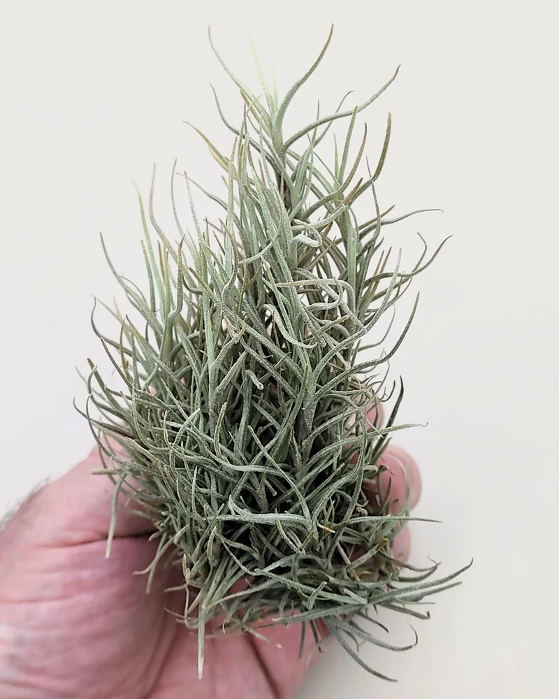 Tillandsia capillaris; tillandsia liquen, planta del aire; Curiosarium; altura 8 cm, diámetro 12-15 cm