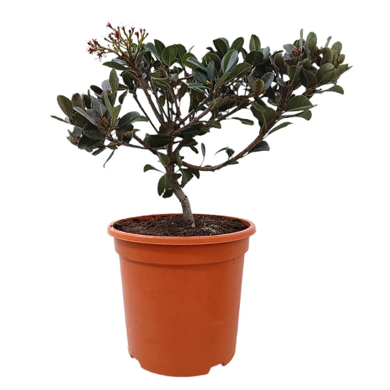 Raphiolepsis Indica M24 50cm
