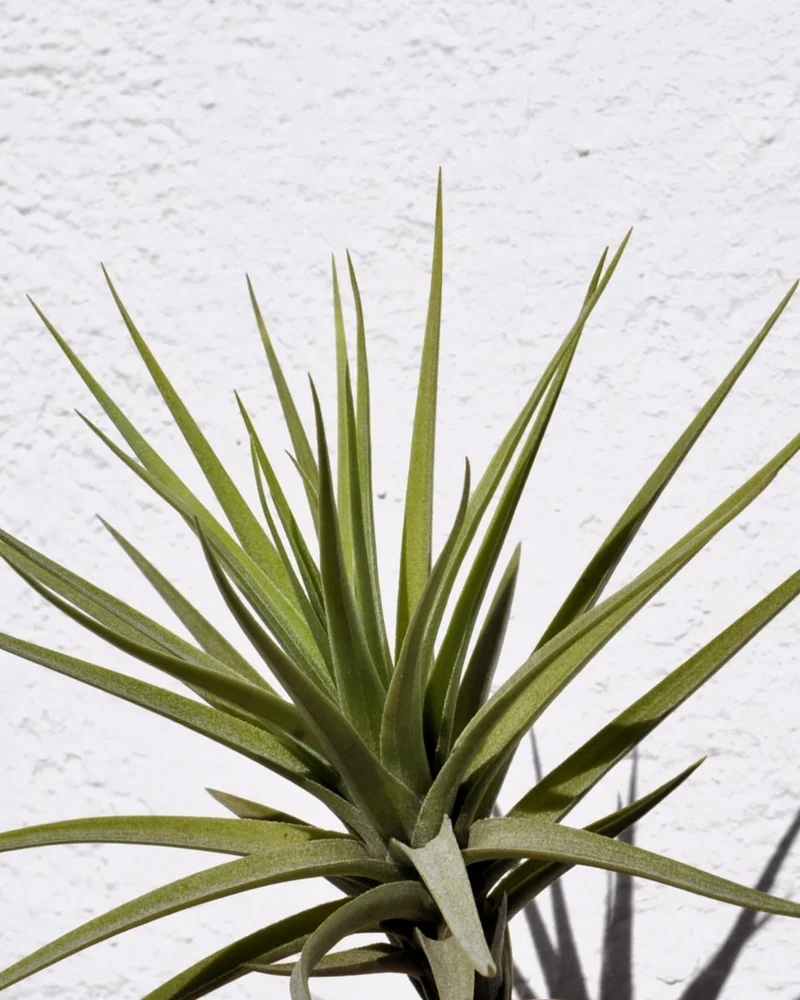 Tillandsia aeranthos; planta del aire, clavel del aire; Curiosarium; altura 15 cm, diámetro 15 cm
