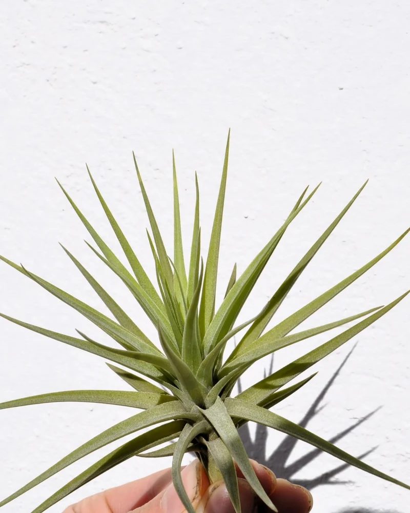 Tillandsia aeranthos; planta del aire, clavel del aire; Curiosarium; altura 15 cm, diámetro 15 cm