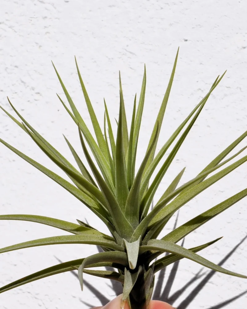 Tillandsia aeranthos; planta del aire, clavel del aire; Curiosarium; altura 15 cm, diámetro 15 cm