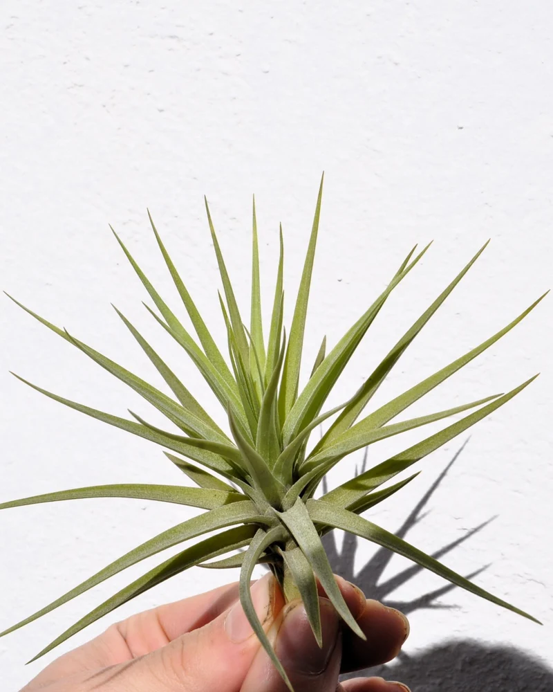 Tillandsia aeranthos; planta del aire, clavel del aire; Curiosarium; altura 15 cm, diámetro 15 cm