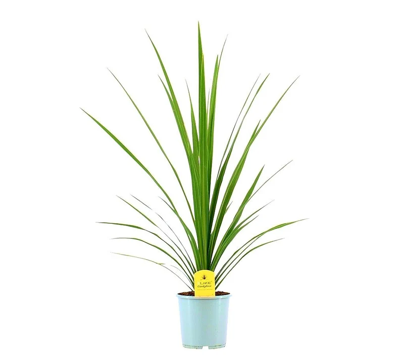 Cordyline Peko M24 80cm