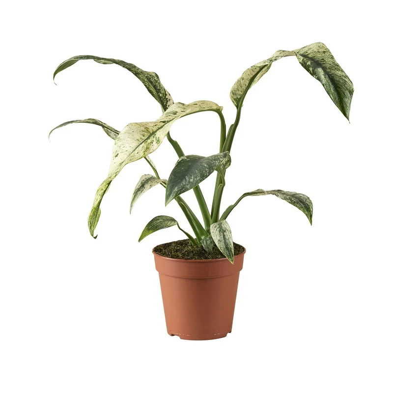 Planta Natural Rhaphidophora Puberula 'variegata' 1 Ud Ø 6 Alt. 10