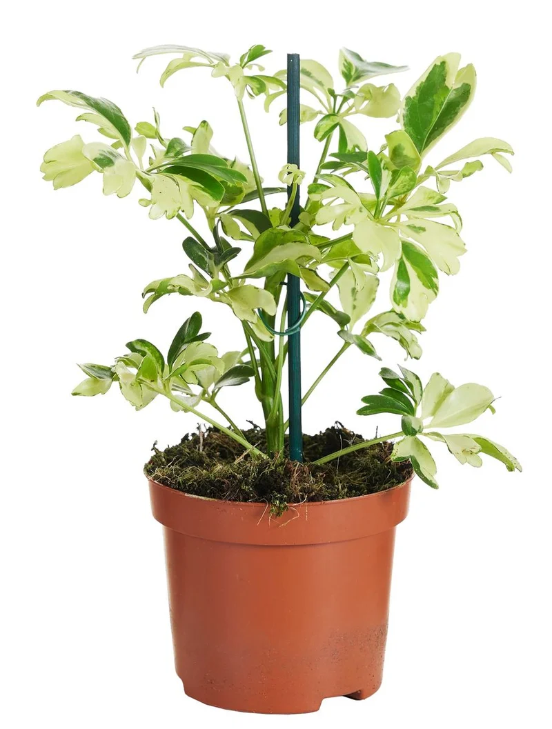 Planta Natural Schefflera Arboricola 'janine' 1 Ud Ø 9 Alt. 20
