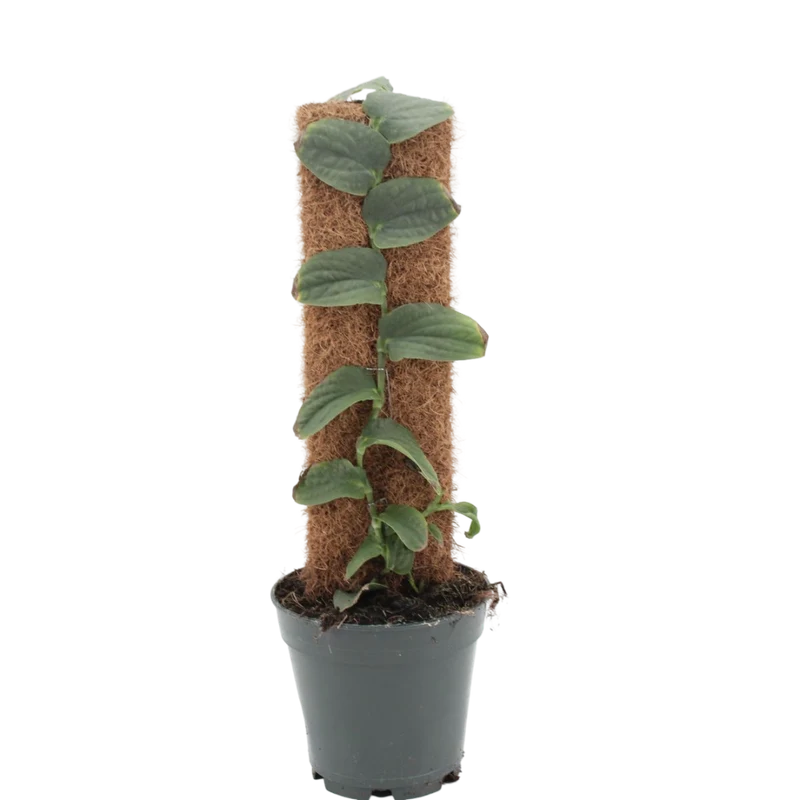 Planta Natural Rhaphidophora Tenuis 1 Ud Ø 14 Alt. 45 - 55