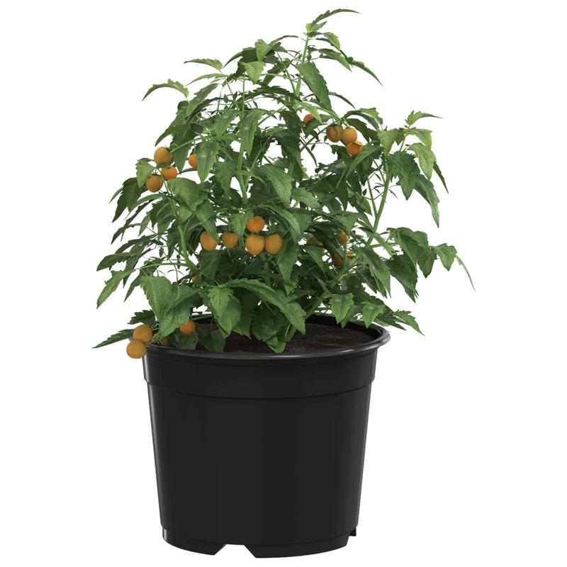 Maceta Redonda Para Flores 50 Uds. Negro Ø 10 X 8 Cm Plástico