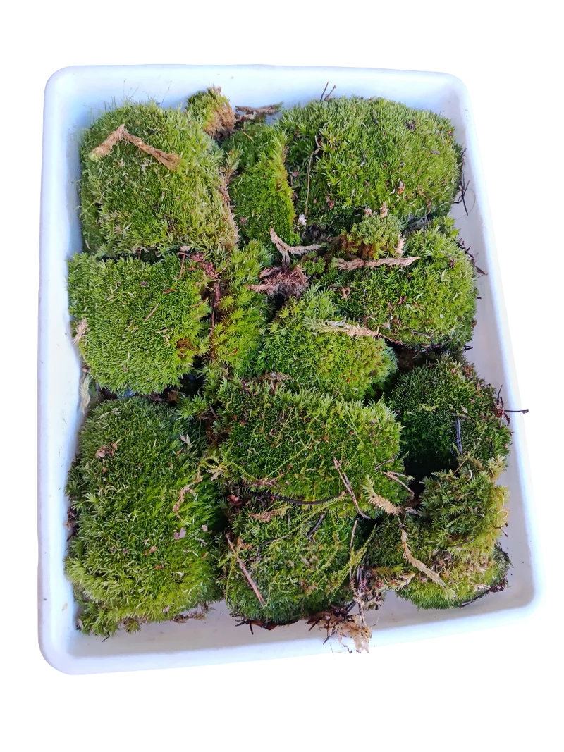 Caja Pequeña De Bolas De Musgo ( Bandeja No Incluida )