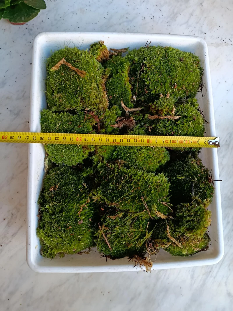 Caja Pequeña De Bolas De Musgo ( Bandeja No Incluida )
