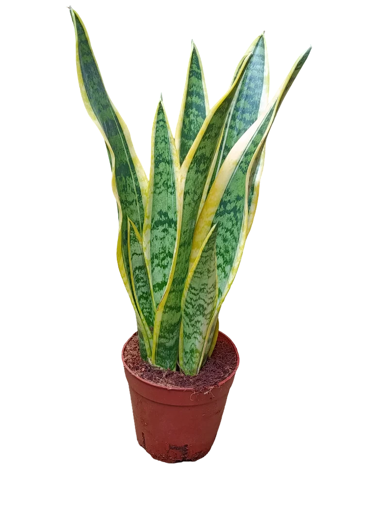 Sansevieria Laurenti Ø14 - 50 Cms Altura Planta De Interior Purificante