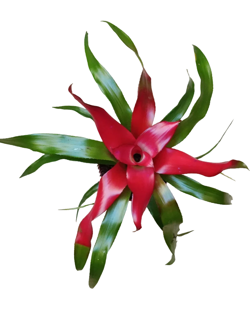 Neoregelia Carolinae Planta Bromelia Ø9 Muy Resistente
