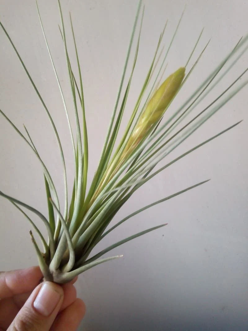Tillandsia Tricolor Clavel Del Aire Tillandsias